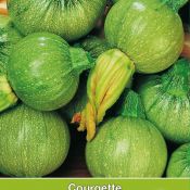 Courgette, Cucurbita pepo 'Tondo di Nizza'