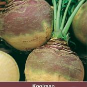 Koolraap, Brassica napus napobrassica 'Laurentian'