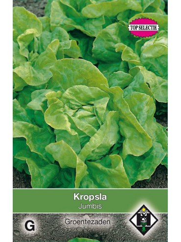 Kropsla, Lactuca sativa 'Jumbis'