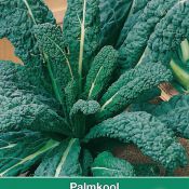 Palmkool, Brassica oleracea sabellica 'Nero di Toscana'