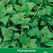 Plukspinazie, Tetragonia expansa 'Nieuw Zeelandse'