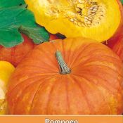 Pompoen, Cucurbita maxima 'Rode van Etampes'