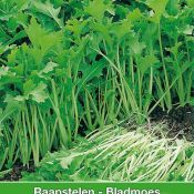 Raapstelen - Bladmoes, Brassica campestris 'Verbeterde of Namenia'