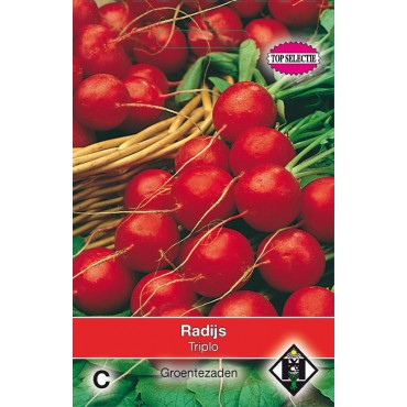 Radijs, Raphanus sativus 'Triplo'