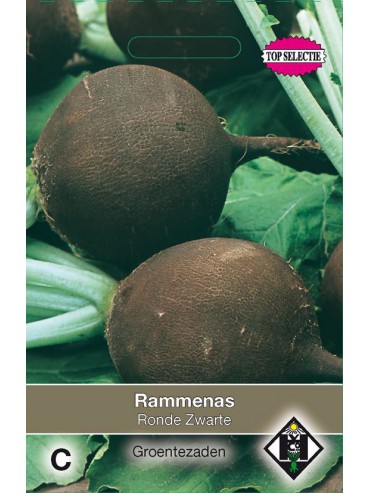 Rammenas, Raphanus sativus 'Ronde Zwarte'