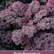 Rode boerenkool, Brassica oleracea sabellica 'Red Bor F1'