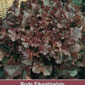 Rode Eikenbladsla, Lactuca sativa