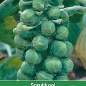 Spruitkool, Brassica oleracea gemmifera 'Topline F1'