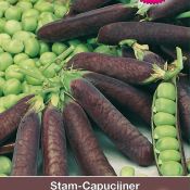 Stamcapucijner, Pisum sativum 'Lage Blauwschokker', 50 gr.