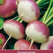 Zomerrapen, Brassica rapa 'Aramis'