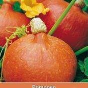 Pompoen, Cucurbita maxima 'Oranje Hokkaido'