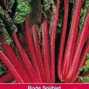 Snijbiet Rhubarb Chard