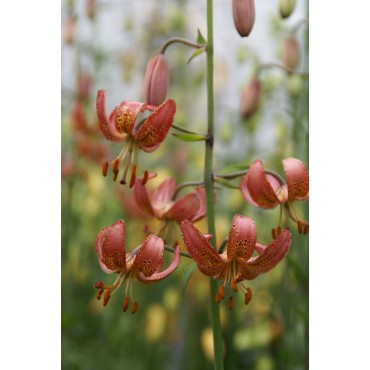 Lilium 'Manitoba Morning'