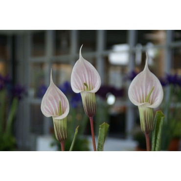 Arisaema candidissimum