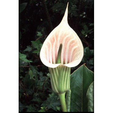 Arisaema candidissimum