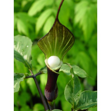 Arisaema sikokianum