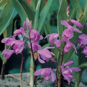 Bletilla striata