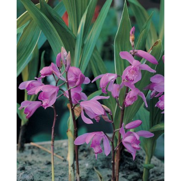 Bletilla striata