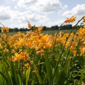 Crocosmia 'George Davison'