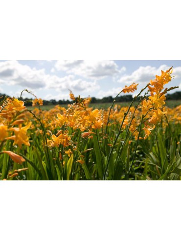 Crocosmia 'George Davison'