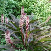 Eucomis 'Sparkling Burgundy'