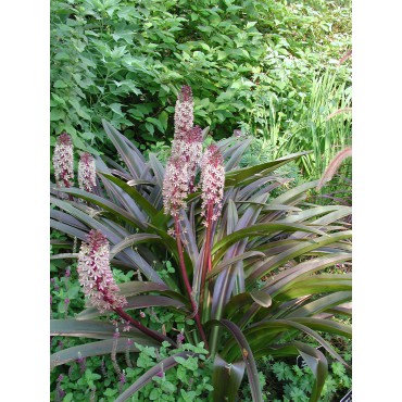 Eucomis 'Sparkling Burgundy'