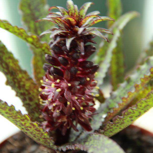 Eucomis 'Van der Merwei Octopus'