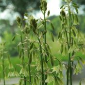 Galtonia viridiflora