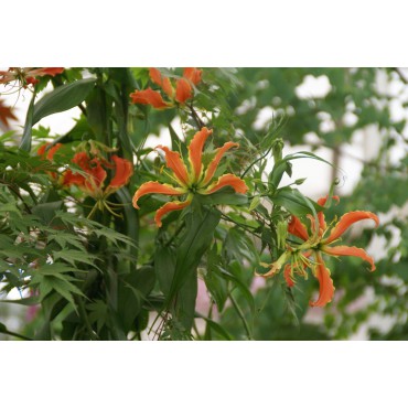 Gloriosa oranje 