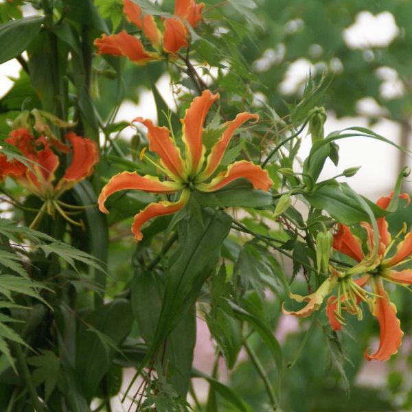 Gloriosa oranje 