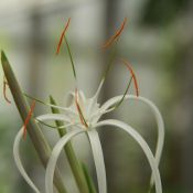 Hymenocallis harrisiana 