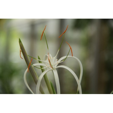 Hymenocallis harrisiana 