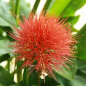 Scadoxus multiflorus ssp. multiflorus