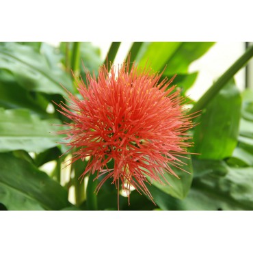 Scadoxus multiflorus ssp. multiflorus