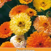 Calendula officinalis 'Fiesta Gitana'