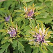 Anemone nemorosa 'Monstrosa'