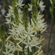 Camassia leichtlinii 'Sacajawea'