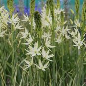 Camassia leichtlinii 'Sacajawea'