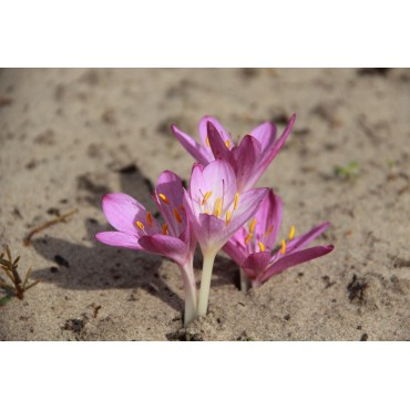 Colchicum cupanii vat. pulverulentum