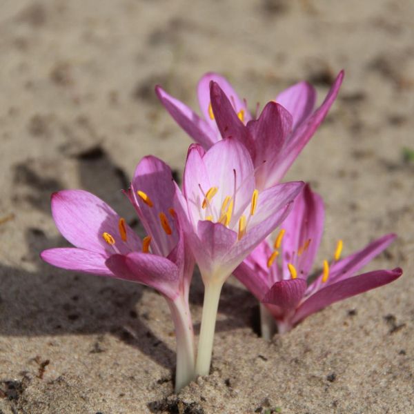 Colchicum cupanii vat. pulverulentum