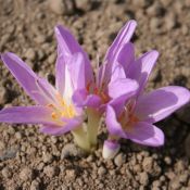 Colchicum x 'Lysimachus'