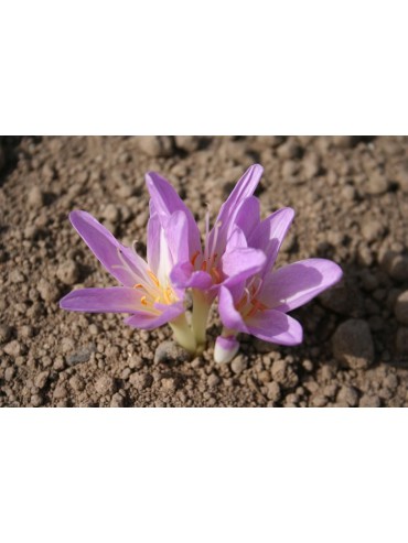 Colchicum x 'Lysimachus'