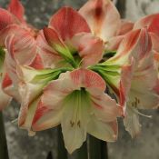 Hippeastrum 'Apple Blossom'