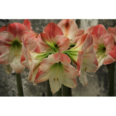 Hippeastrum 'Apple Blossom'