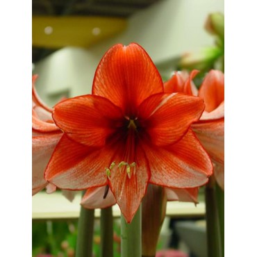 Hippeastrum 'Charisma'