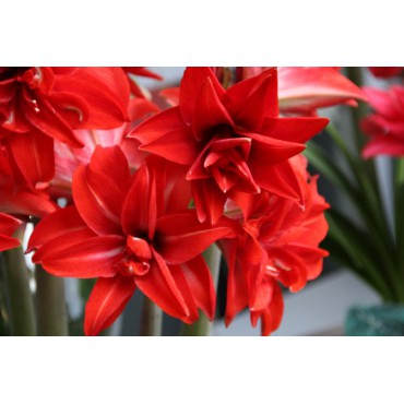 Hippeastrum 'Double Delicious'