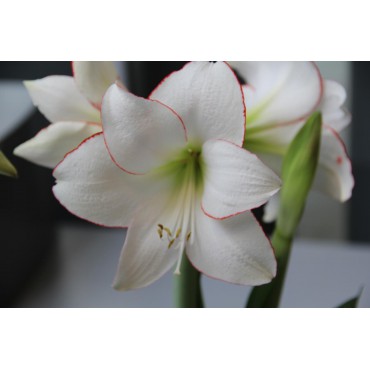 Hippeastrum 'Picotée'