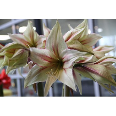 Hippeastrum 'Magic Green'