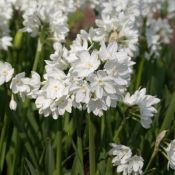 Narcissus tazetta 'Paperwhite Ziva' 