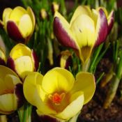 Crocus chrysanthus 'Herald'